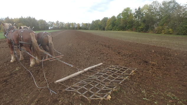 Feld einebnen und Kluten zerkleinern mit der Egge